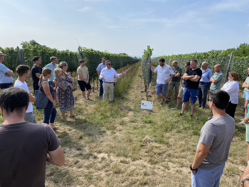 Erfahrungsaustauch Begrünung im Weinbau