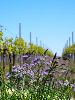Begrünungsmanagement im Weinbau 2.0