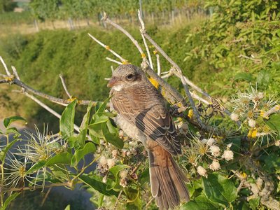 Aufruf zum Mitmachen - Artenschutz in der Weinbaulandschaft