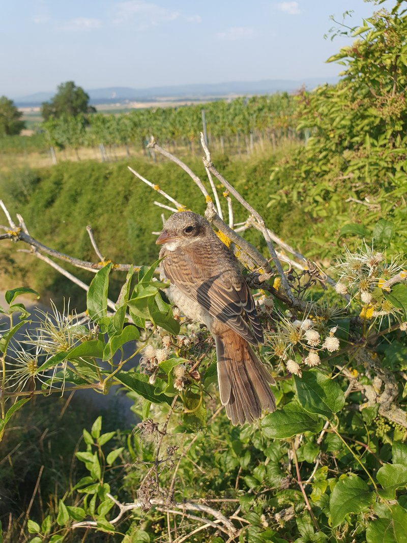Aufruf zum Mitmachen - Artenschutz in der Weinbaulandschaft