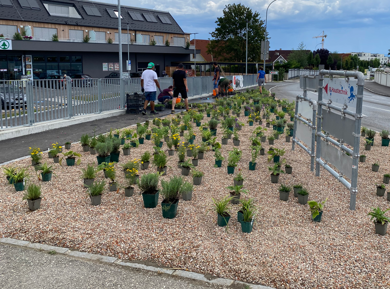 Blühendes Straßenbegleitgrün mit Stauden für Kirchberg