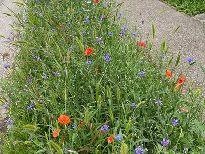 Blühende Region Wagram