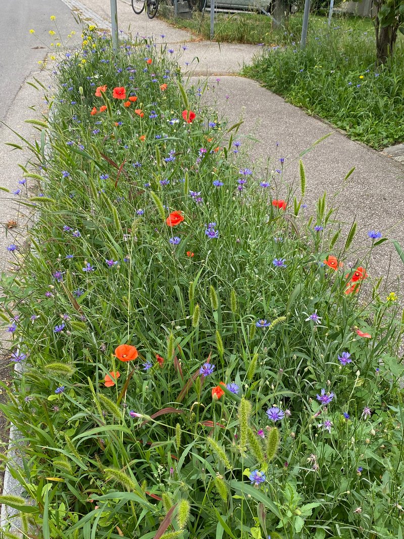 Blühende Region Wagram