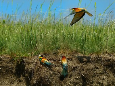 Mehr Gezwitscher im Garten - Wie das geht zeigen Vogelwarte und Wagrampur