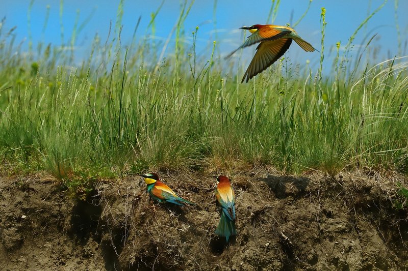 Mehr Gezwitscher im Garten - Wie das geht zeigen Vogelwarte und Wagrampur