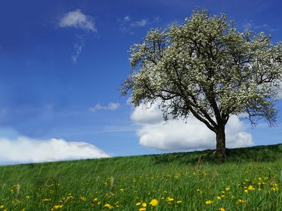 Bäume und Sträucher - Grüne Klimaanlagen - Vortrag in Absdorf