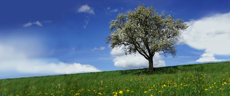 Bäume und Sträucher - Grüne Klimaanlagen - Vortrag in Absdorf