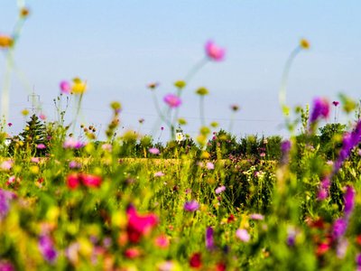Einladung Gemeindeworkshop Netzwerk Natur 15.02. | Weritas Kirchberg am Wagram