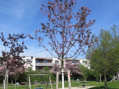 Baumpflege verstehen! Gemeindefachtag 2025