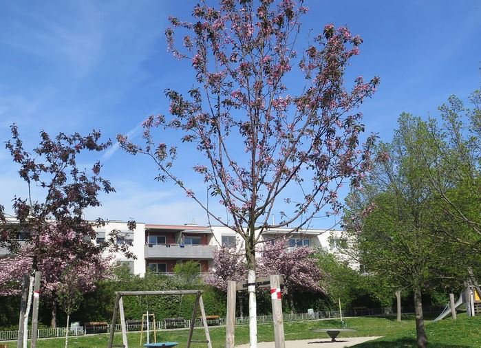 Baumpflege verstehen! Gemeindefachtag 2025