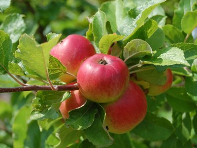 Indianerbanane, Kaki und Co - Neue Obstvielfalt für Balkon und Hausgarten