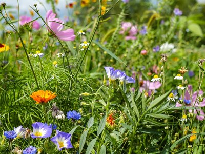 Einladung Vortrag "Boden gut - alles gut" am 10.7.2023